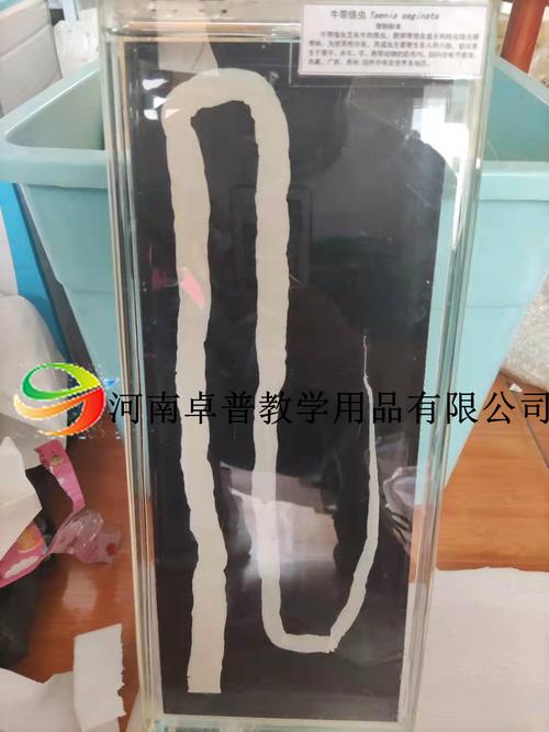 寄生虫大体标本-河南卓普教学用品